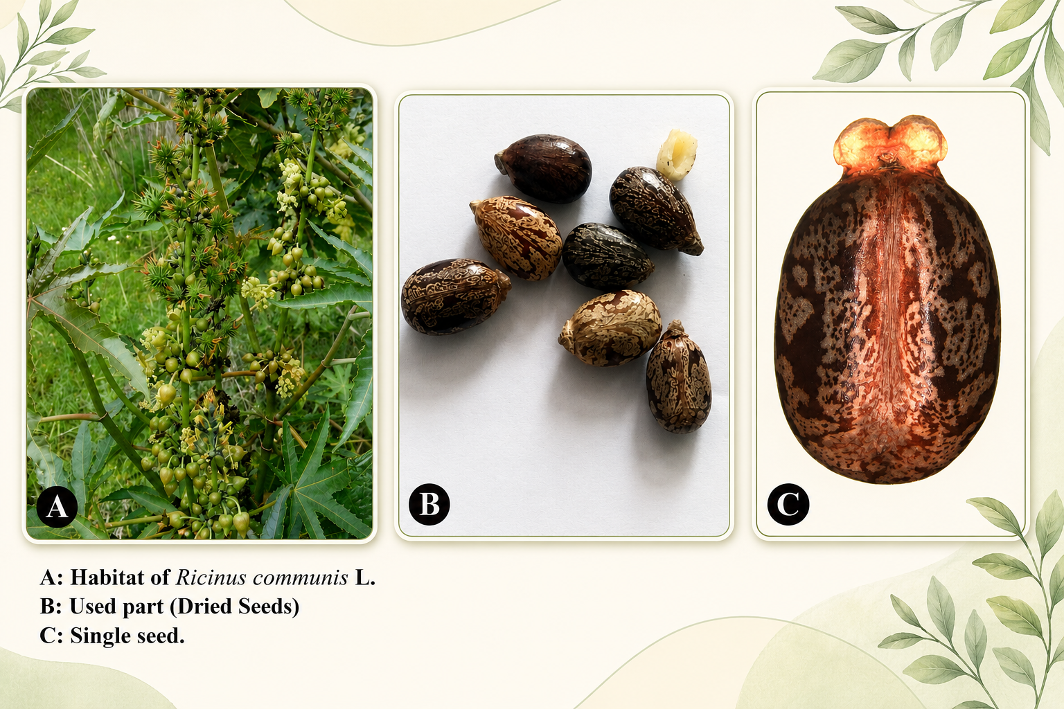 RICINUS COMMUNIS 